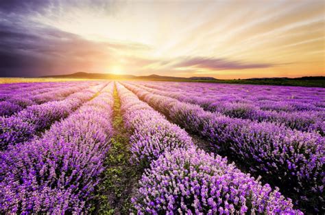 Lavender Folklore: Unraveling the Ancient Beliefs and Myths